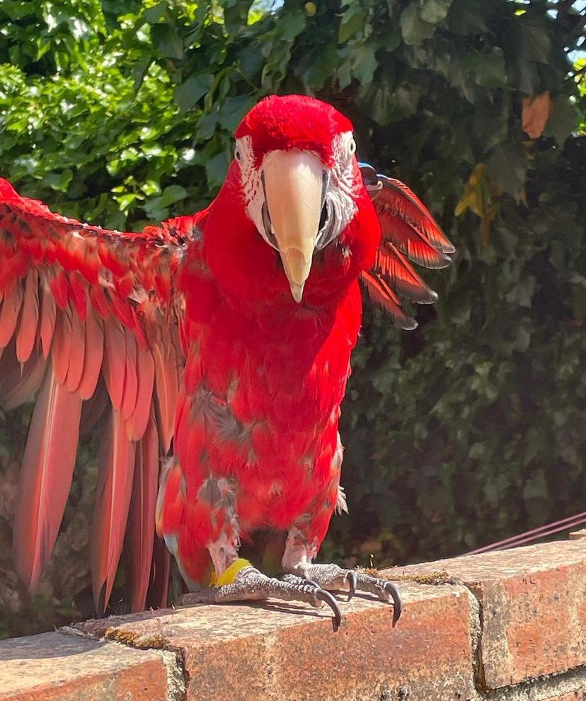 South America, scarlet macaw